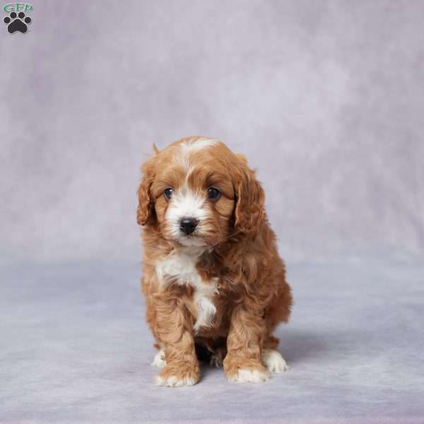 Henry, Cavapoo Puppy